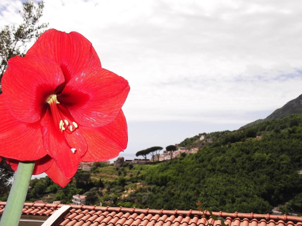 Le Mimose Villa Vietri Luaran gambar