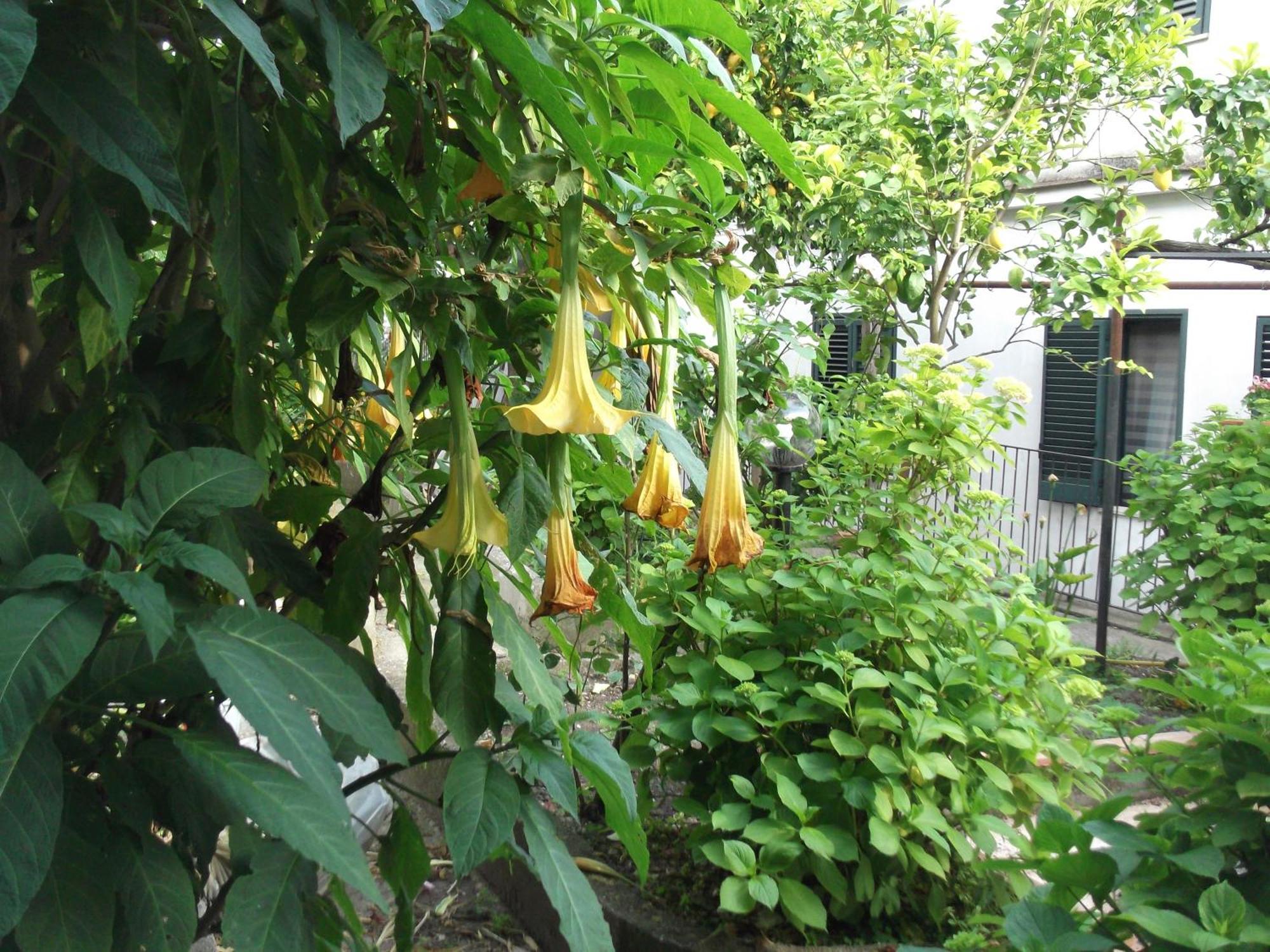 Le Mimose Villa Vietri Luaran gambar
